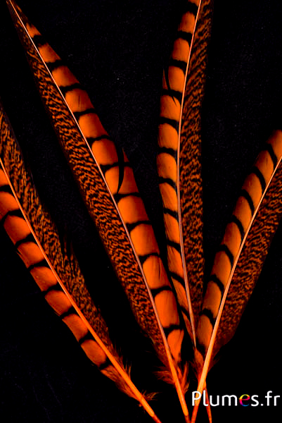 Faisan de Colchide - 20-30 cm - orange